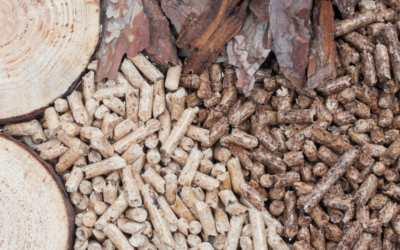 Qué es la Energía de Biomasa